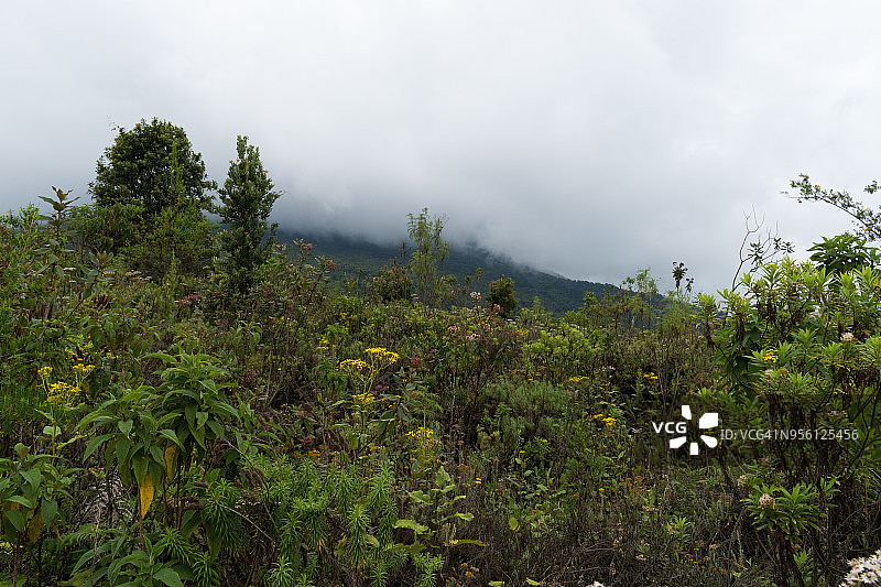 尼拉贡戈火山上的植被图片素材