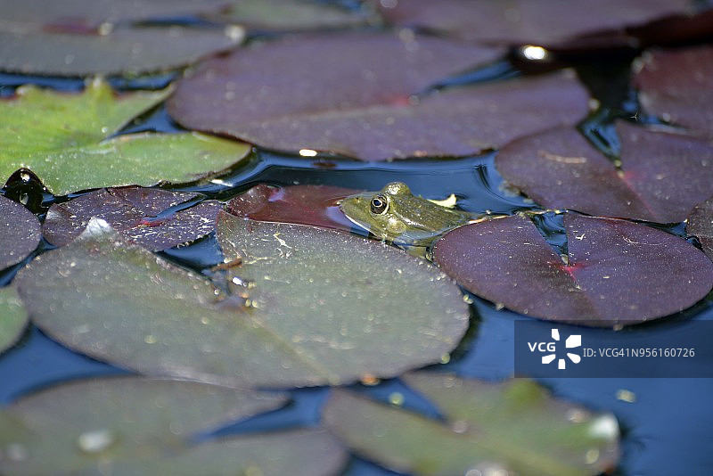 池塘里的青蛙图片素材