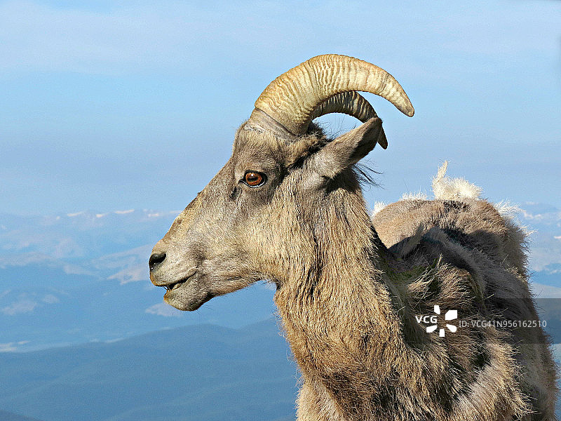 科罗拉多落基山脉埃文斯山顶附近的大角羊图片素材