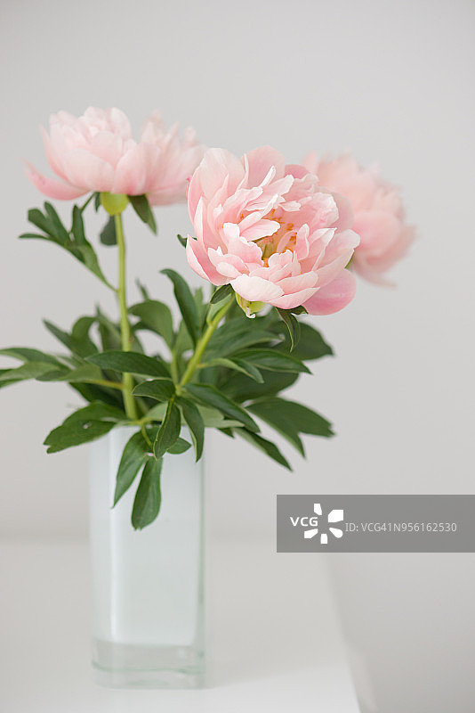 美丽的淡粉色牡丹花束图片素材