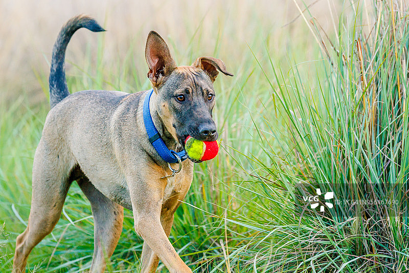我的球图片素材