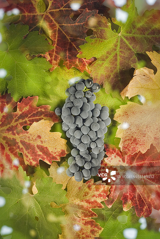 赤霞珠葡萄图片素材