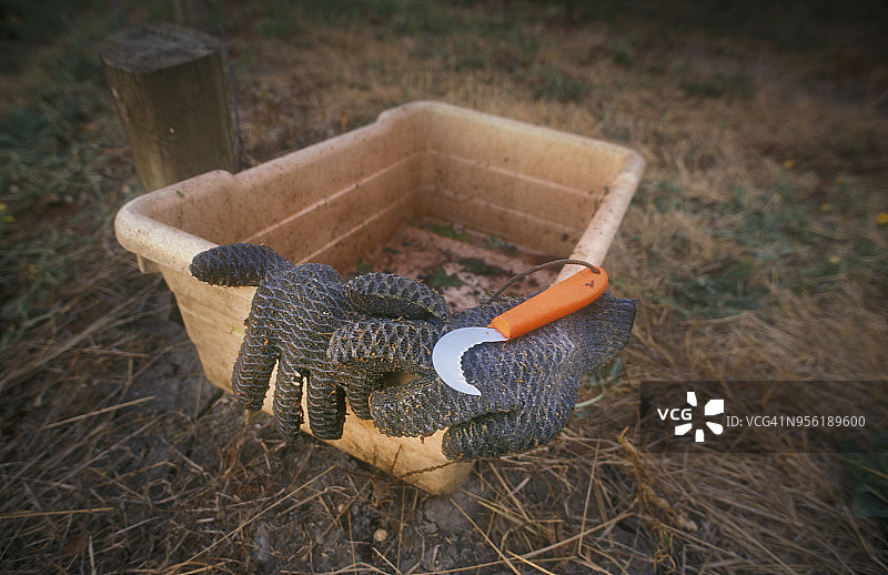 葡萄园工人的手套图片素材