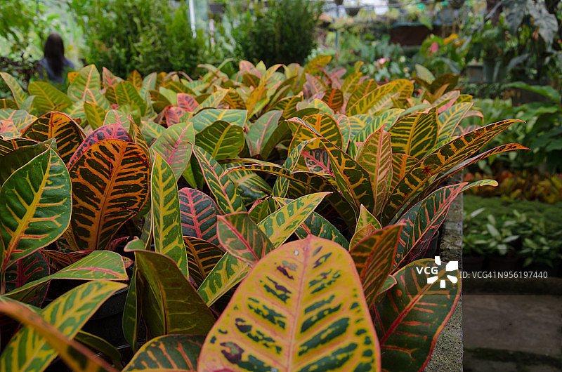 变叶木图片素材