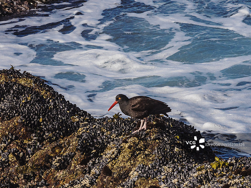 黑蛎鹬站在贻贝堆上图片素材