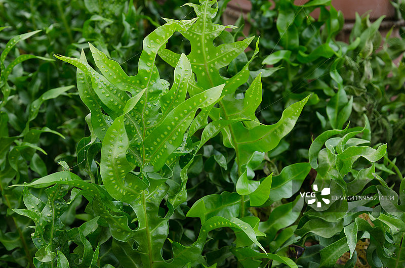 金星蕨图片素材