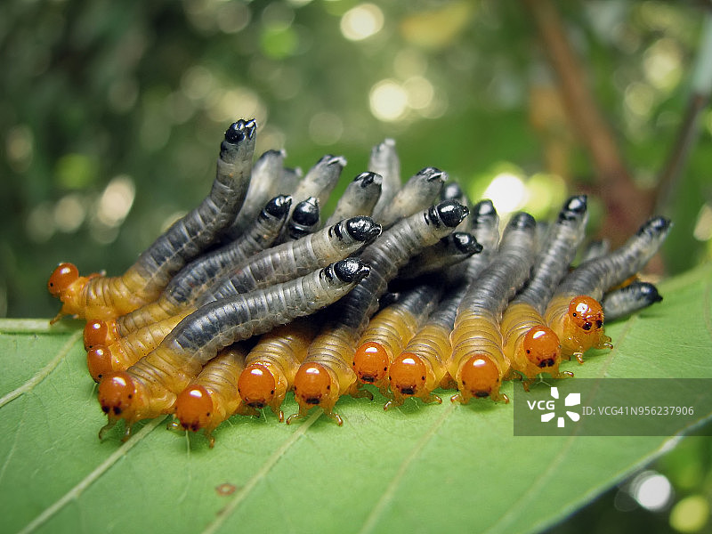 一群可爱的叶蜂幼虫图片素材