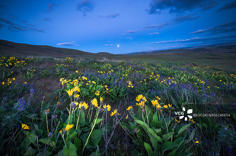 日落与野花图片素材