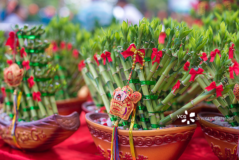 春节市场售卖的幸运竹（Dracaena sanderiana）图片素材
