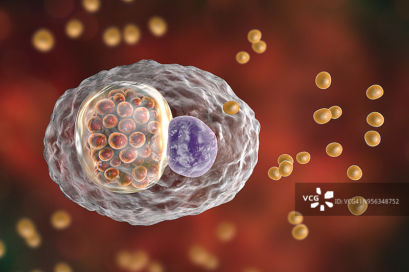 鹦鹉热衣原体细菌，图示图片素材