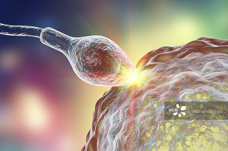 精子使卵子受精，插图图片素材