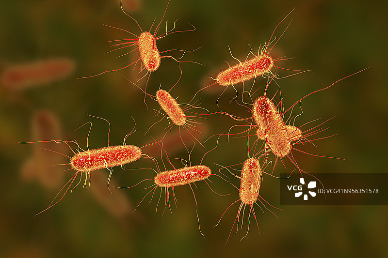 大肠杆菌细菌，图示图片素材