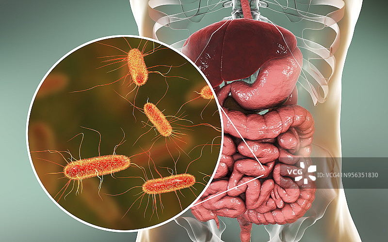 人肠道内的大肠杆菌图片素材