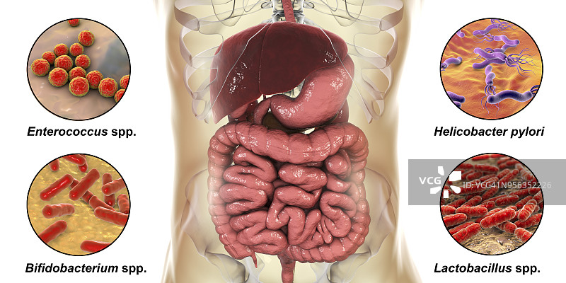人体消化系统中的细菌插图图片素材
