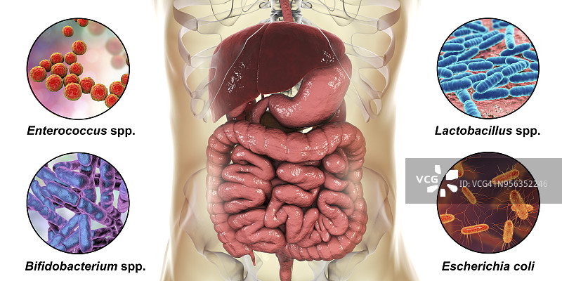 人体肠道正常微生物群插图图片素材