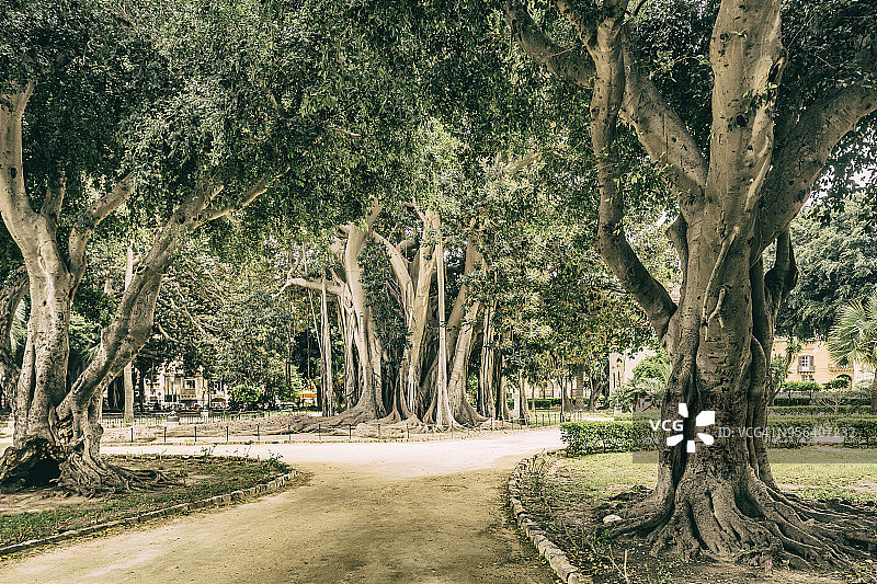海军广场加里波第花园的宏伟榕树图片素材