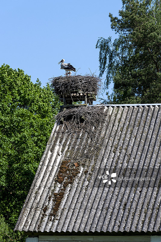 巢中的白鹳图片素材