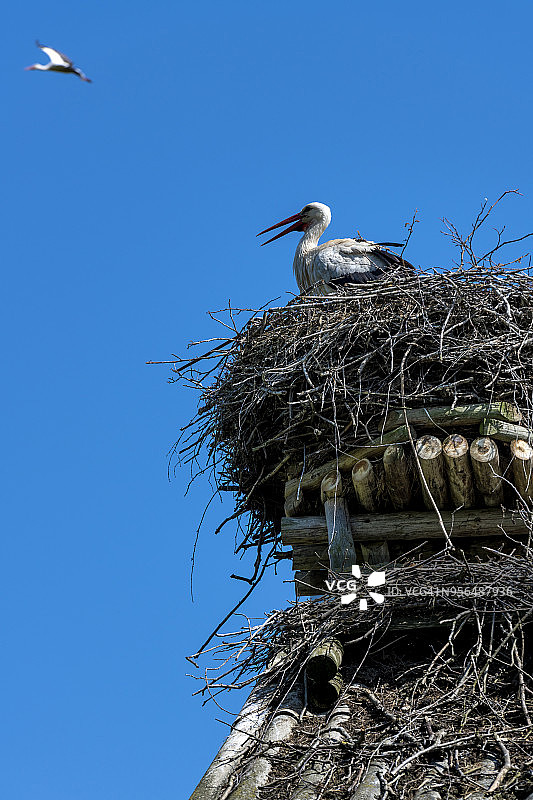 巢中的白鹳图片素材