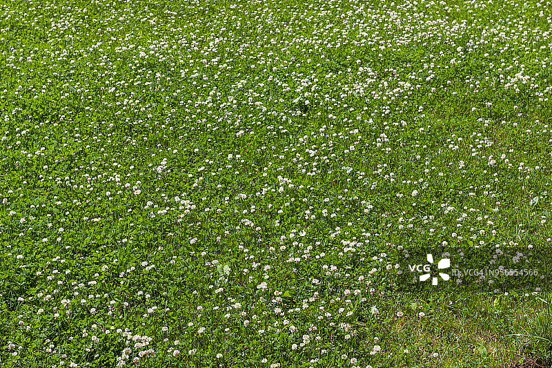 绿色四叶草花田背景图片素材