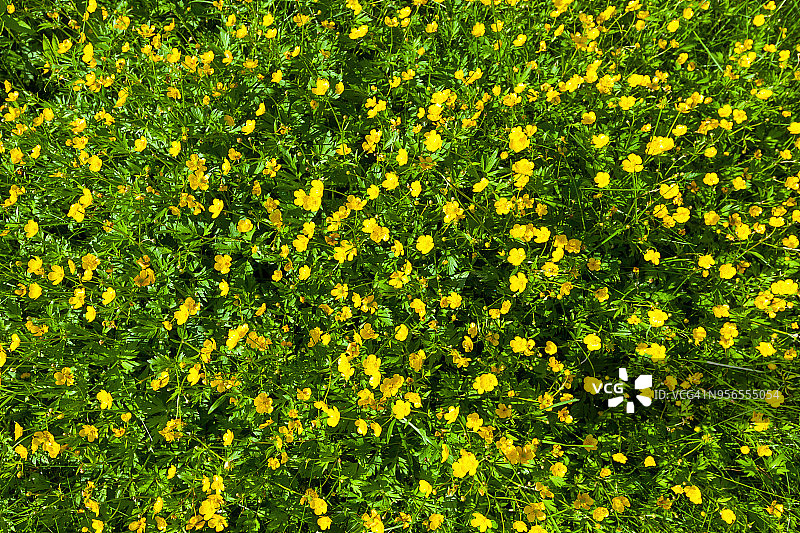 白毛茛（草地毛茛，高毛茛）及其黄色花朵图片素材