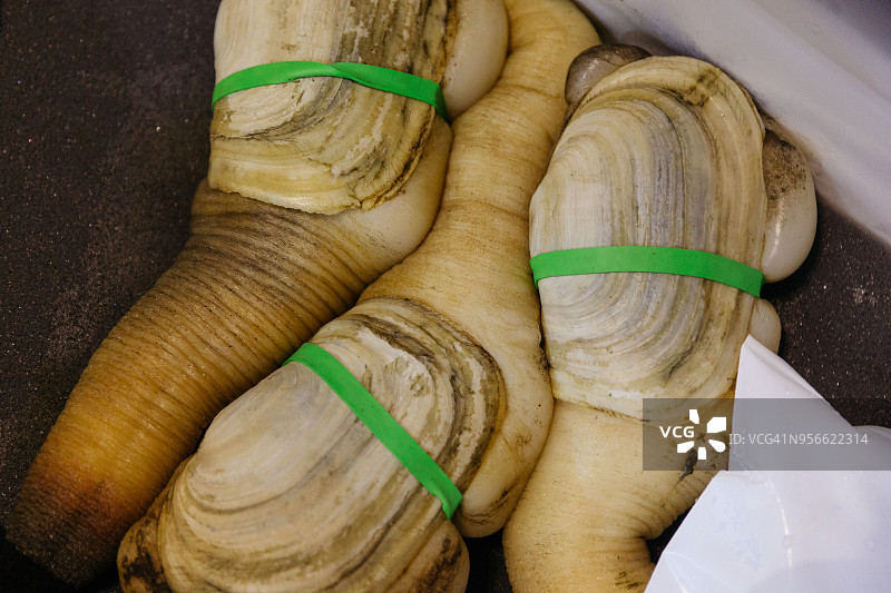 象拔蚌海鲜餐饮美食图片素材