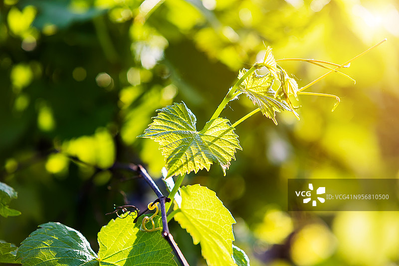 阳光下的葡萄嫩叶图片素材