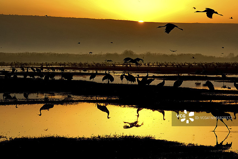 普通鹤图片素材