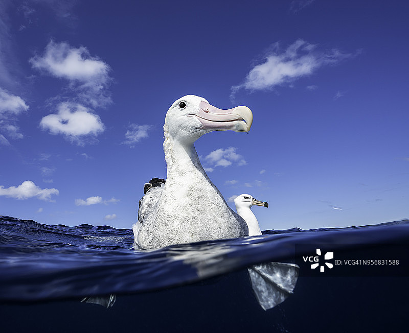 漂浮在水面上的漂泊信天翁特写，新西兰北岛图片素材