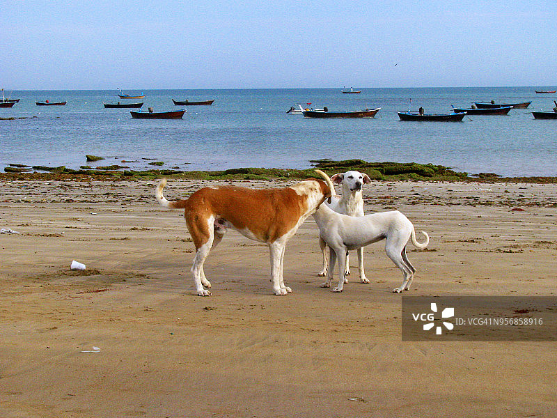 狗狗聚会图片素材