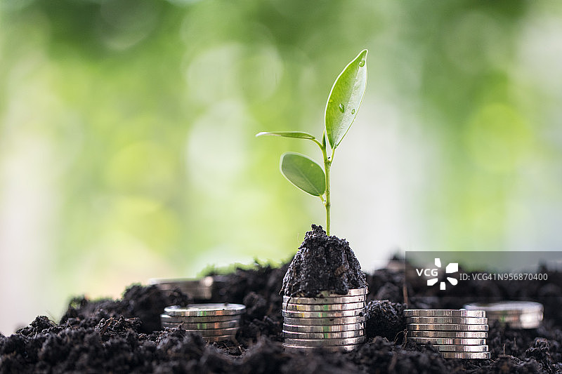 手浇灌在金币上萌发的幼苗，商业概念图片素材