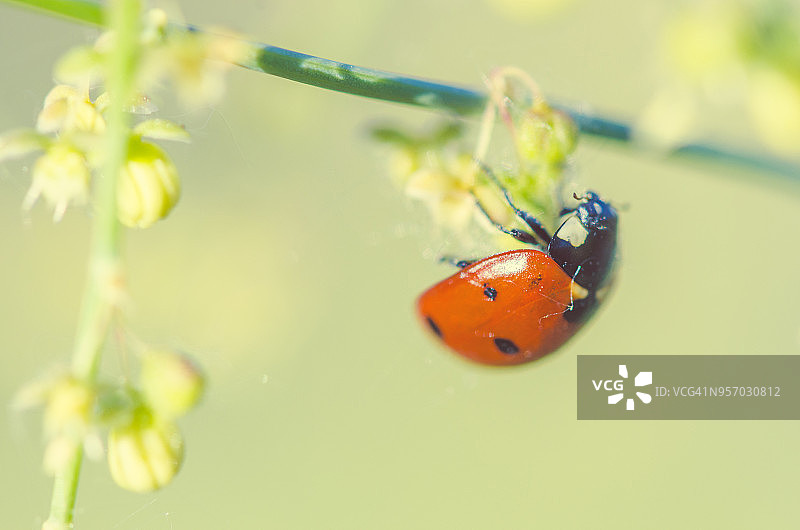 春天的瓢虫图片素材