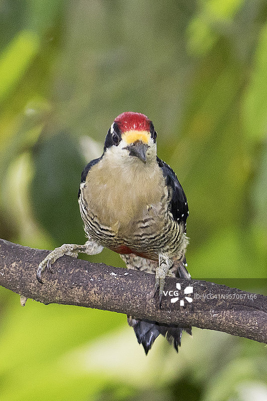 黑颊啄木鸟图片素材