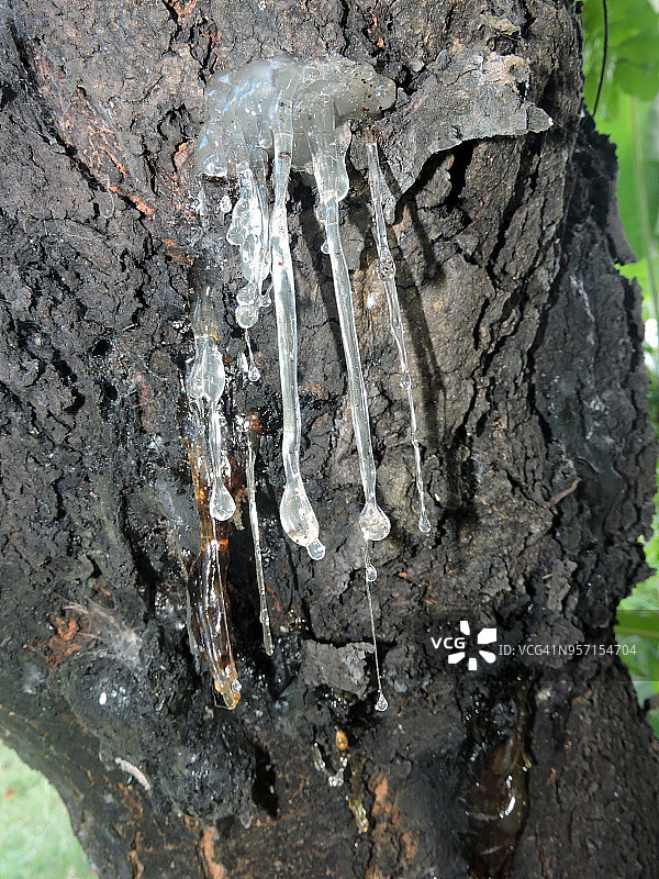 琥珀色的图片素材