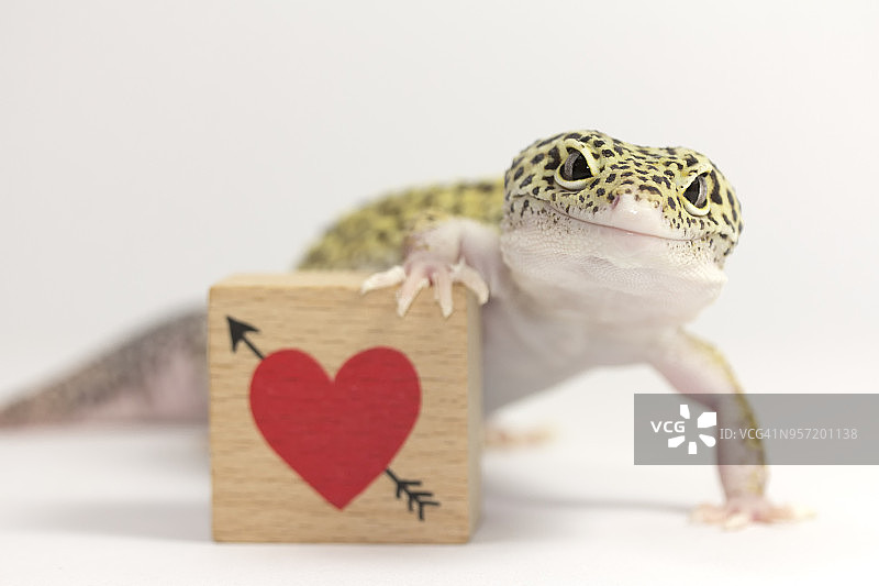 恋爱中的动物图片素材