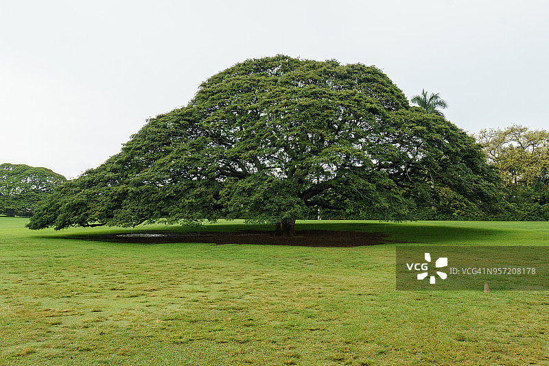 猴荚树图片素材