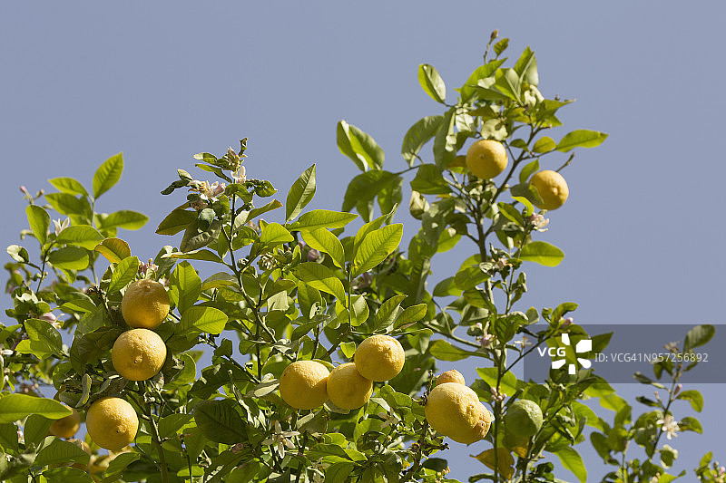 塞浦路斯的柠檬树图片素材
