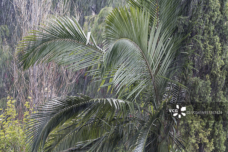 塞浦路斯棕榈树上的雨景图片素材