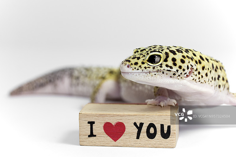 恋爱中的动物图片素材