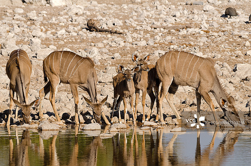 雌性和幼年大捻角羚饮水图片素材