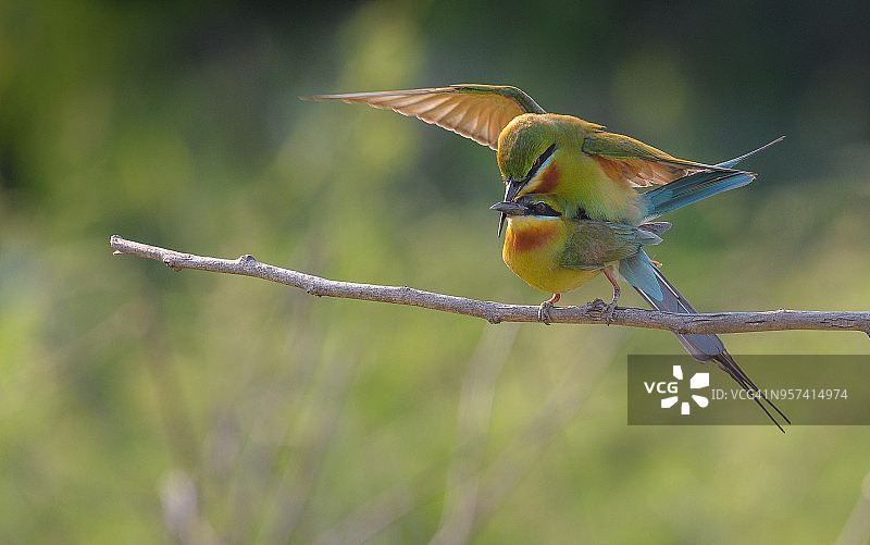 蓝尾食蜂鸟在交配图片素材