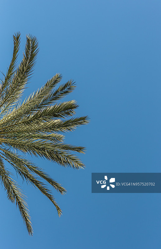 棕榈树和蓝天细节（摩洛哥，马拉喀什）图片素材