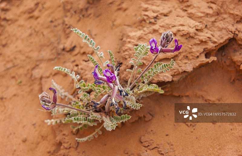 国会礁国家公园沿途盛开的柔毛鼓膜草图片素材