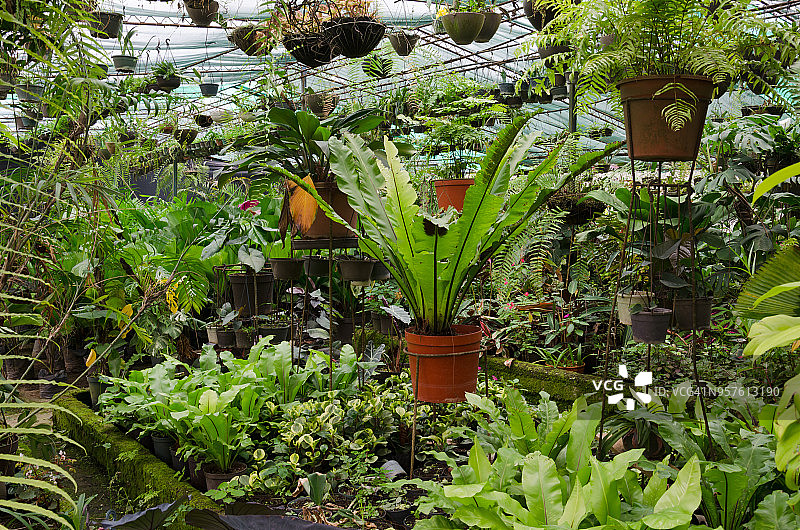 盆栽热带植物温室内部景观图片素材