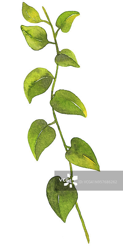 绿叶树枝植物学插图图片素材