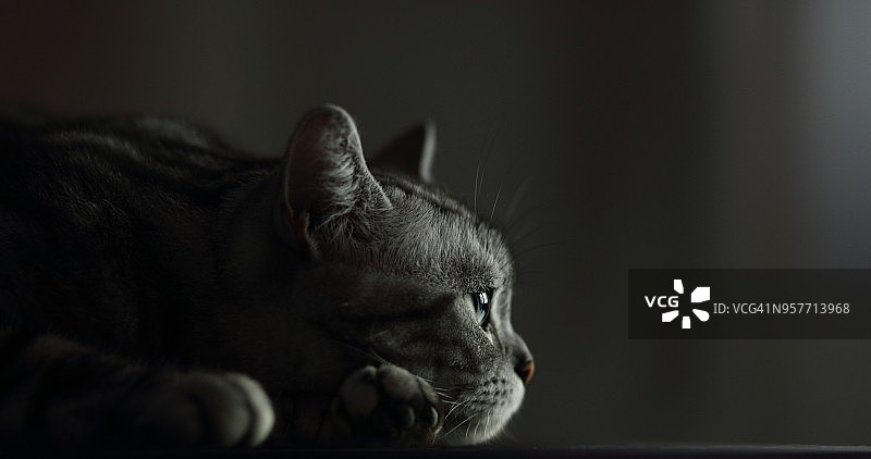 绿眼睛的美国短毛猫图片素材