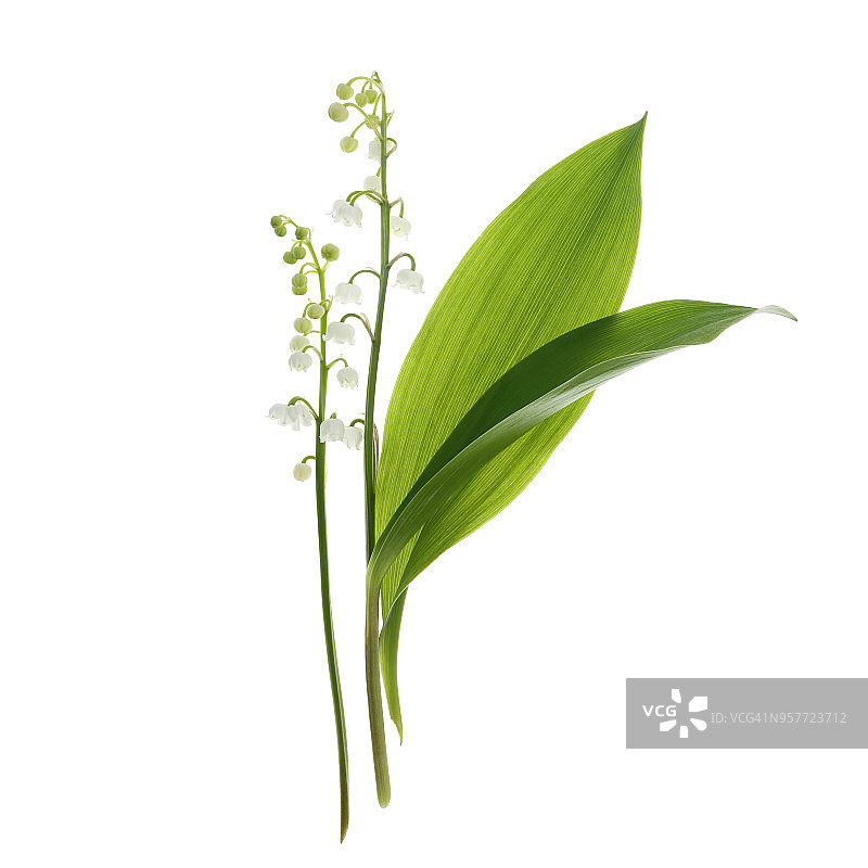 白色背景上的香水百合花与叶图片素材