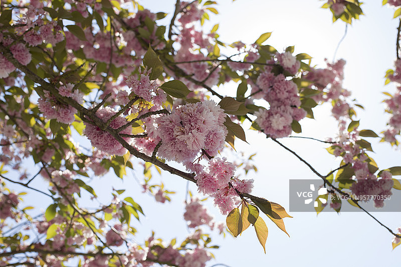 日本樱花，关山普贤象图片素材