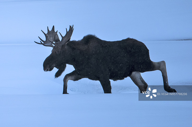 麋鹿在冬天图片素材