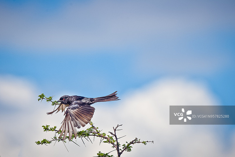 叉尾卷尾图片素材