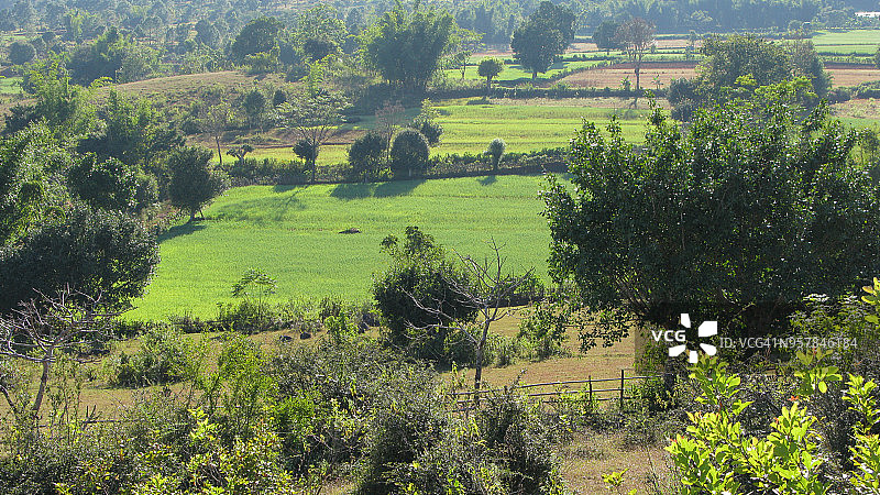 缅甸偏远山区稻田间的树木图片素材